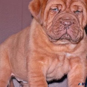 Home raised Dogue De Bordeaux puppies.