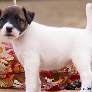 Amazing Fox Terrier puppies.