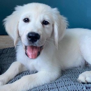 Healthy English Golden Retriever puppies