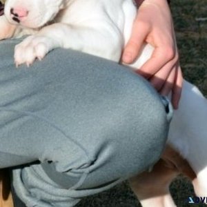 Well Socialized Dogo Argentino puppies