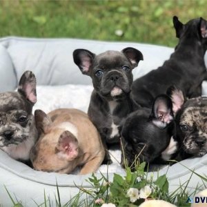 Cute French Bulldog puppies