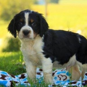 Amazing English Springer Spaniel Puppies