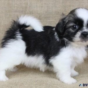 Most Cutest Shih Tzu Puppies for sale