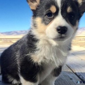 Pure Corgi Puppies for sale