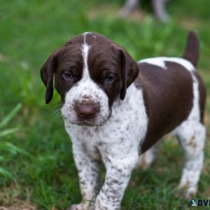 Well Trained German Shorthaired Pointer Puppies for sale