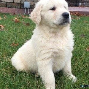 Sweet Golden Retriever Puppies available