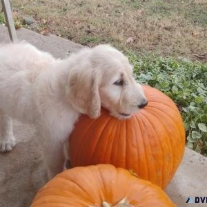 Cute Goldendoodle Puppies Available Now