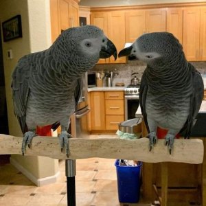 Home reared dna tested african gray parrots for sale