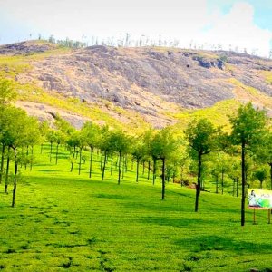 Discover photo point munnar