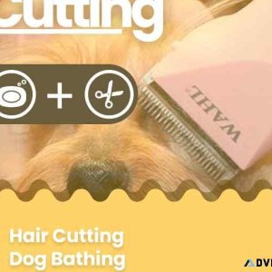 Dog Grooming in Chennai