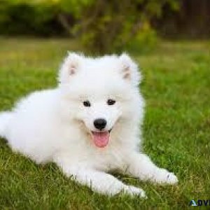 Samoyed