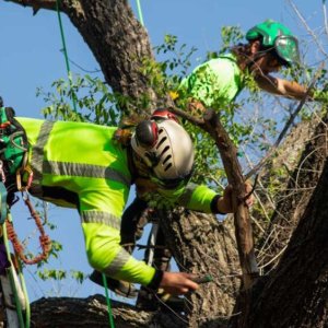 Professional tree trimming in texas – stellar tree services