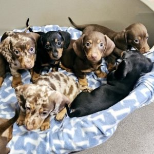 Miniature dachshunds puppies available