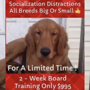 Dog training all breeds