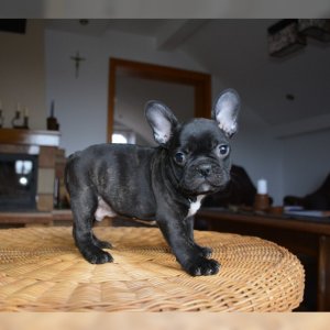 Französische bulldog welpen mit papieren mini