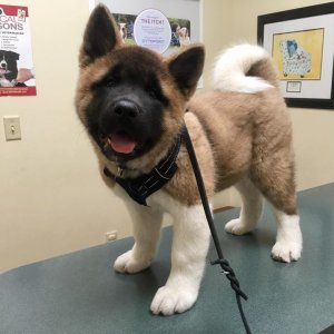 Healthy male and female american akita puppies available