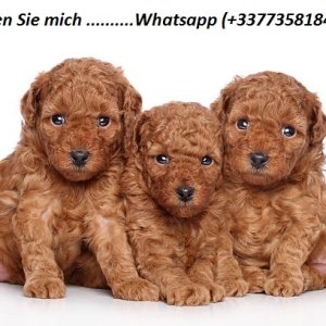 Cavapoo puppies for sale reserve me whatsapp (+33773581849)