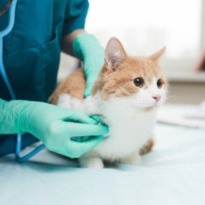 24 hour vet clinic singapore