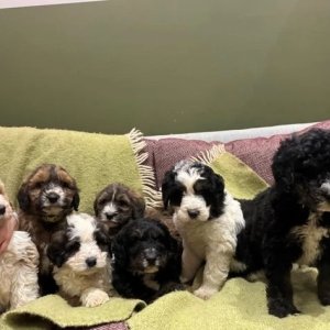 Bernerdoodle pups ready to go