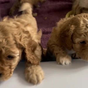 Cavapoo pups