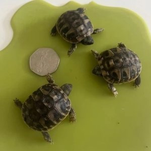 Turtles for sale