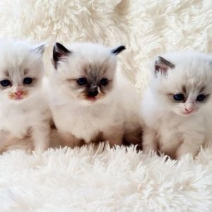 Stunning ragdoll kittens for sale