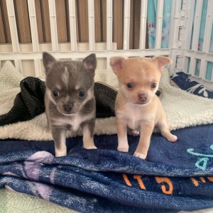 Tiny chihuahua boys and girls