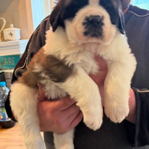 Purebred saint bernards