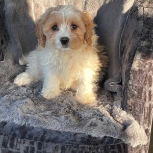 Cavachon pups for sale