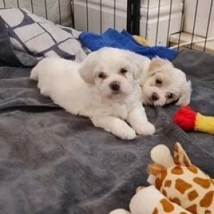 M/f bichon frise pups