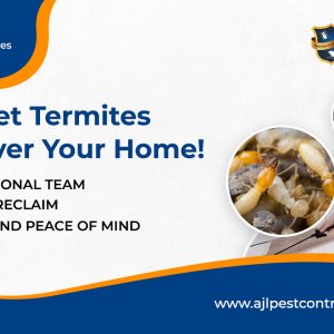 Termite control services in hyderabad