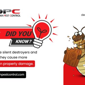 Best termite control services in hyderabad