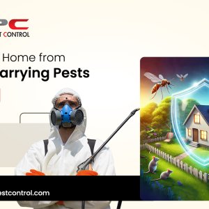 Best pest control services in hyderabad