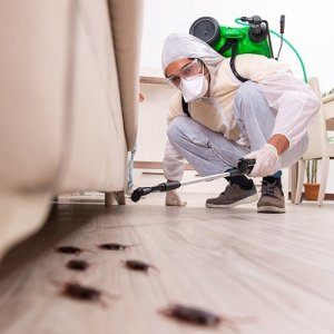 Bed bug pest control services