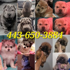 Beautiful puppies for sale