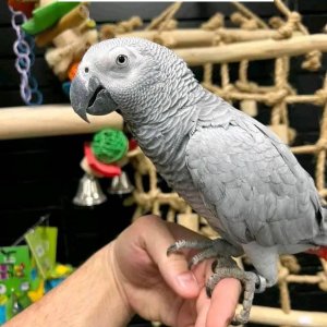 Excellent african grey parrots available now