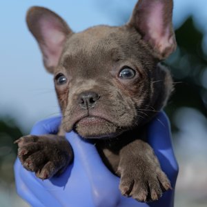 Blue french bulldog puppies for sale in india – healthy puppy