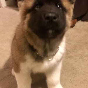 Akc registered american akita puppies