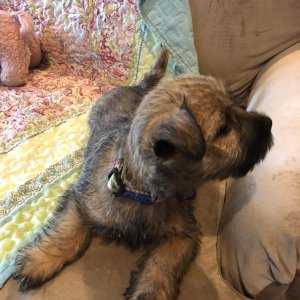 Cute cairn terrier puppies available