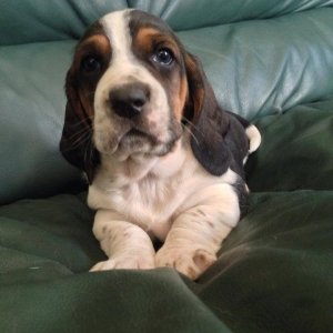 Cute basset hound puppies searching for lovely homes