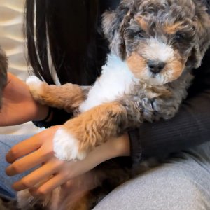 Charming aussiedoodle puppies