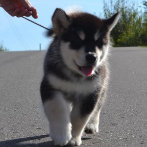 Obedient alaskan malamute puppies available