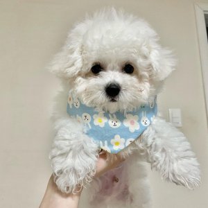 Lovely bichon frise puppies