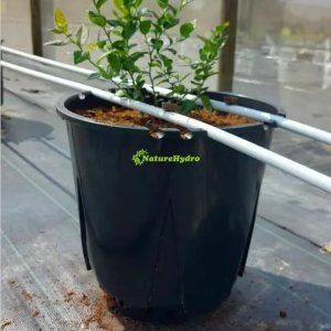 Plastic berry grow pots wholesale