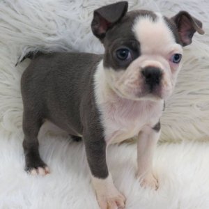 Healthy boston terrier puppies available