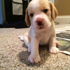 Adorable beagle puppies