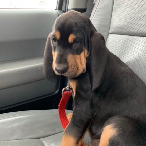 Akc registered bloodhound puppies