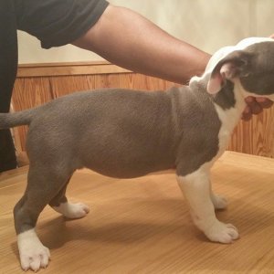 Potty trained american pitbull terrier puppies ready for a new h