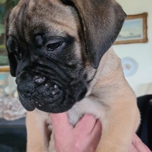 Top quality bullmastiff puppies available now