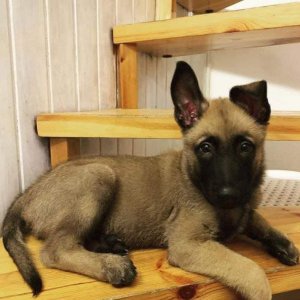 Well trained belgian malinois puppies